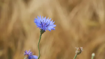 Скачать 1920x1080 василек, цветок, полевой цветок, макро обои, картинки full hd, hdtv, fhd, 1080p картинки
