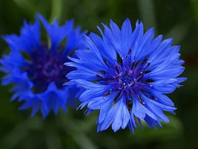 100 Centaurea Cyanus Blue Ball Seeds Blue Cornflower Cornflower - 100 семян : Amazon.co.uk: Garden картинки