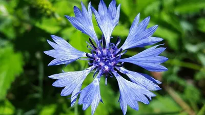 Василек голубой (Centaurea Cyanus) 💙 Изображения с васильками - Цветок №3 - YouTube картинки
