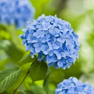 Гортензия крупнолистная (Hydrangea macrophylla) цветок, лист, уход, использование - PictureThis картинки