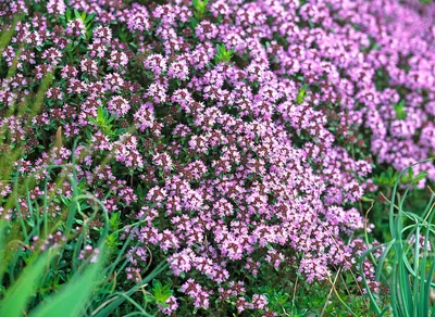 Thymus serpyllum (тимьян ползучий) в … — Лицензионное изображение — 12204720 ❘ Image Professionals картинки