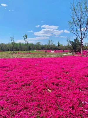 Seeds Of Strength Семена тимьяна - 2000 Mix Red Creeping Thymus Ground Cover Bulk для посадки цветочного домашнего сада картинки