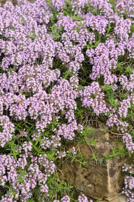 Image Чабрец (Thymus marshallianus) - 533282 - Изображения растений и садов - botanikfoto картинки