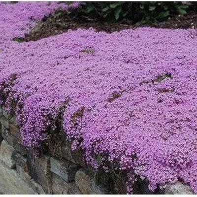 Семена Thymus Serpyllum 'Wild Thyme' - D \ u0026H Seed Harvest Co. картинки