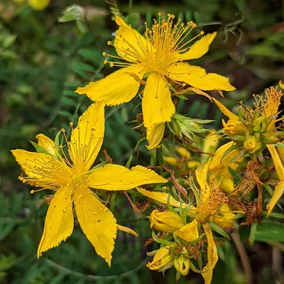 Зверобой (Hypericum perforatum) - Сорняки Мельбурна картинки