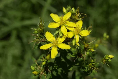 Фотографии зверобоя продырявленного (Hypericum perforatum) · iNaturalist картинки