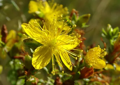 Простое послание от Hypericum, St John's Wort 🌞 – Женщина Радужного Дерева картинки