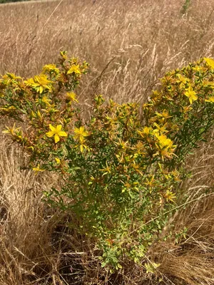 Tansy Ragwort и зверобой на приусадебном пастбище. — Ферма замшелых коз картинки