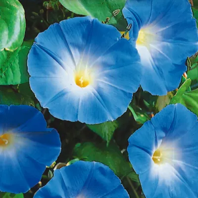 Семена Heavenly Blue Morning Glory – Ферри-Морс Домашнее садоводство | С 1856 г. картинки