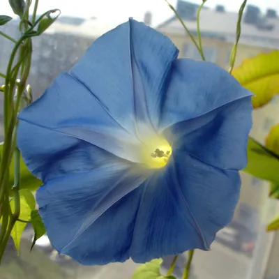 Файл:Morning Glory Flower Square.jpg — Википедия картинки