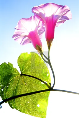 Pink Morning Glory Blooms Jamaica — лицензия, загрузка или печать за 39,68 фунтов стерлингов | Фотографии | Пикфер картинки