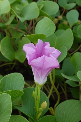 Файл:Beach Morning Glory Half Open Flower Uthandi Chennai Oct21 R16 05005.jpg — Wikimedia Commons картинки