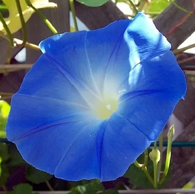 Amazon.com: Morning Glory 'Heavenly Blue', 150 семян: патио, газон и сад картинки