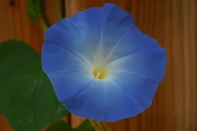 Семена ипомеи трехцветной «Heavenly Blue» Morning Glory Seeds — NDG Botanicals картинки