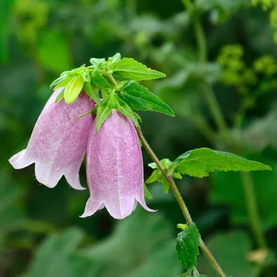 Колокольчик пятнистый (Campanula punctata) цветок, лист, уход, использование - PictureThis картинки