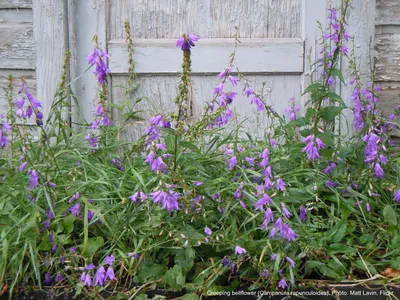 Weedy Bellflower - непринужденный садовник картинки