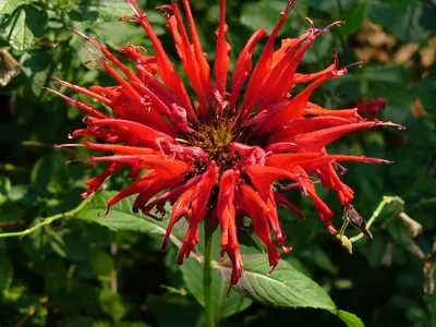 Monarda didyma (Бальзам пчелиный, Бальзам пчелиный, Бальзам пчелиный, Бергамот, Бергамот, Бальзам малиновый, Мята конская, Чай Освего, Бальзам алая пчела) | Набор инструментов для садовых растений Северной Каролины картинки