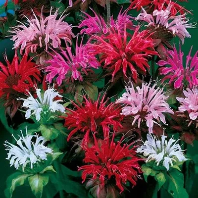 Outsidepride Monarda Didyma Bee Balm Смесь семян цветов для бабочек, колибри, опылителей \u0026 - 500 семян картинки