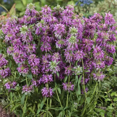 Monarda Citriodora Seeds - Семена цветка лимонной пчелиного бальзама картинки