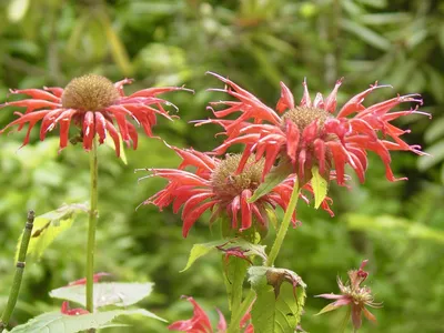 Monarda didyma (Бальзам пчелиный, Бальзам пчелиный, Бальзам пчелиный, Бергамот, Бергамот, Бальзам малиновый, Мята конская, Чай Освего, Бальзам алая пчела) | Набор инструментов для садовых растений Северной Каролины картинки