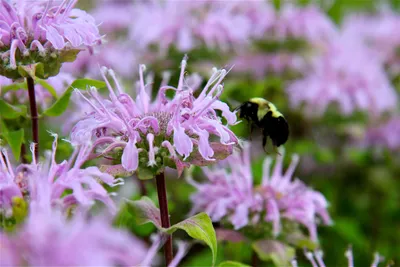 Пчелиный бальзам и дикий бергамот — VIRGINIA WILDFLOWERS картинки