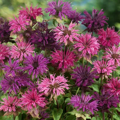 Monarda Didyma Seed - Семена цветов смеси пчелиного бальзама картинки