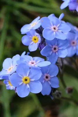 Как вырастить незабудки (Myosotis sylvatica) » вики полезно Путь садовника картинки