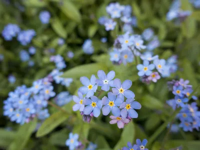 Цветочный фокус: незабудка (Myosotis \ u0026 Cynoglossum) — Sweet Earth Co. картинки