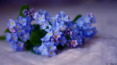 Forget Me Not - Beautiful Flower 2K обои скачать картинки