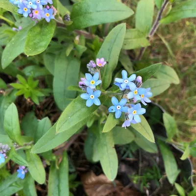 Лесная незабудка (Myosotis sylvatica) цветок, лист, уход, использование - PictureThis картинки