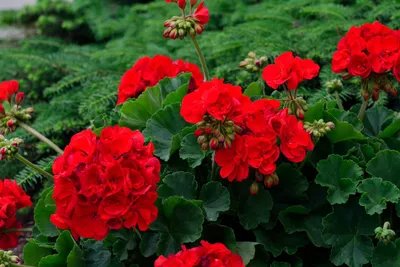 Бесплатное фото: Geranium Flower - Blooming, Flower, Fragrance - Скачать бесплатно - Jooinn картинки