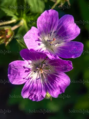 Изображение Герань лесная (Geranium sylvaticum) - 425098 - Изображения растений и садов - botanikfoto картинки