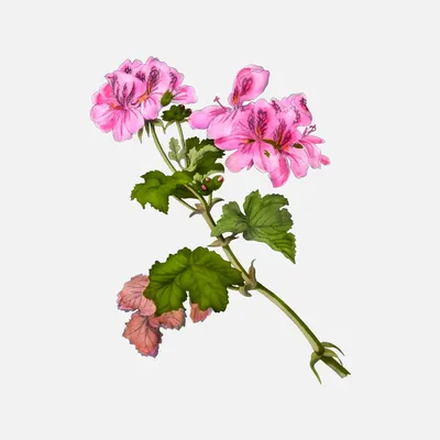 Загружаемые изображения: Oakleaf Geranium flower images (.jpg .png) — TofuJoe картинки