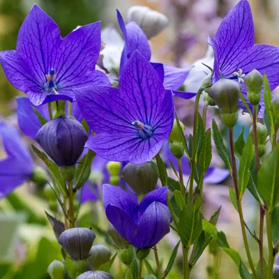 Купить Outsidepride Balloon Flower Blue Platycodon Grandiflorus Garden Plant Seed - 1000 Seeds Online at desertcartSINGAPORE картинки