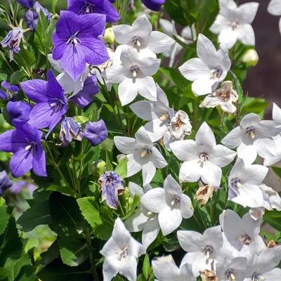 Outsidepride Balloon Flower White Platycodon Grandiflorus Семя садового растения - 1000 семян картинки