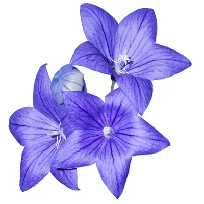 Outsidepride Balloon Flower Blue Platycodon Grandiflorus Garden Plant Seed — 1000 семян — купить онлайн — 93776751 картинки