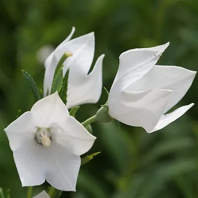 Outsidepride Balloon Flower White Platycodon Grandiflorus Семя садового растения - 1000 семян картинки