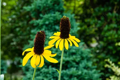 Rudbeckia Rudbeckia Flower Photography Illustration Petal Plant Background, Rudbeckia, Fresh Flowers, Plant Фоновое изображение для бесплатной загрузки картинки