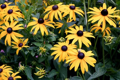 Как вырастить рудбекию «Black Eyed Susan» | Садоводство картинки