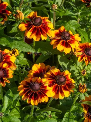 Image Черноглазая Сьюзен (Rudbeckia hirta 'Cordoba') - 404046 - Изображения растений и садов - botanikfoto картинки