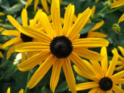 Семена цветов Planthub Rudbeckia, смесь деревенских карликов - упаковка из 30 семян, : Amazon.in: Garden & Outdoors картинки