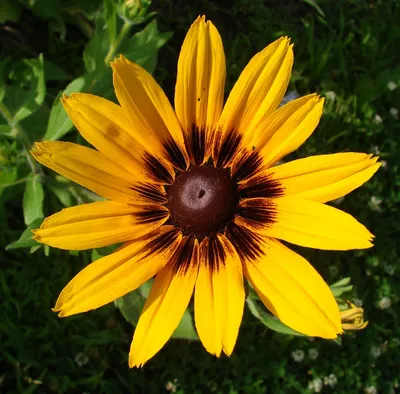 Rudbeckia,hirta,цветок,цветение,желтый - бесплатная картинка от freeIMG.ru картинки