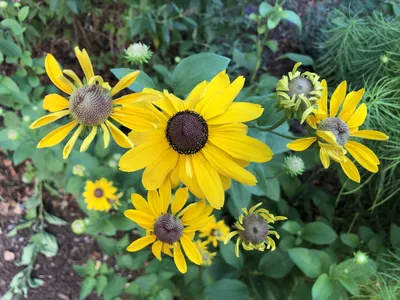 Rudbeckia hirta (Черноглазая Сьюзан, Черноглазая Сьюзен, Глориоза Дейзи) | Набор инструментов для садовых растений Северной Каролины картинки