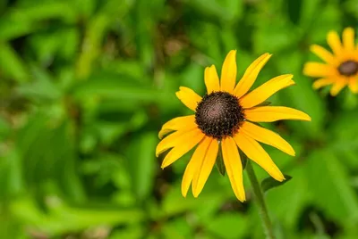 Премиум Фото | Rudbeckia hirta кареглазый цветок сьюзен на зеленой размытой поверхности картинки