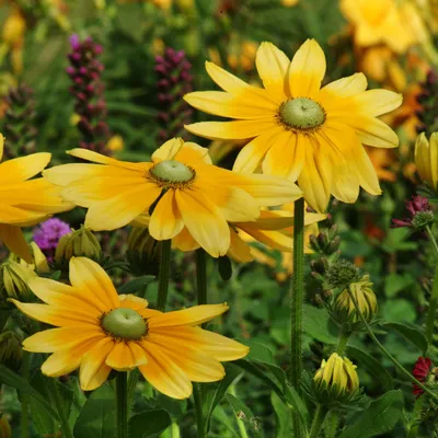 Rudbeckia Hirta Засухоустойчивые зеленые глаза Rudbeckia Flower Seed картинки