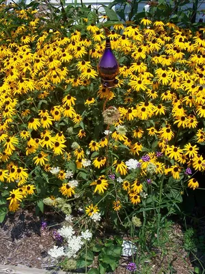 Rudbeckia fulgida (черноглазая Сьюзен, эхинацея оранжевая) | Набор инструментов для садовых растений Северной Каролины картинки