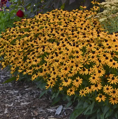 Little Goldstar' - Черноглазая Сьюзан - Rudbeckia fulgida | Проверенные победители картинки