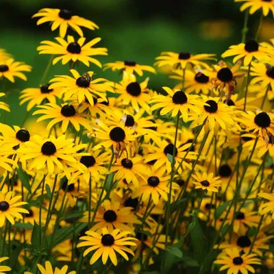 Rudbeckia Hirta Засухоустойчивые Black Eyed Susan Wildflower Seeds картинки