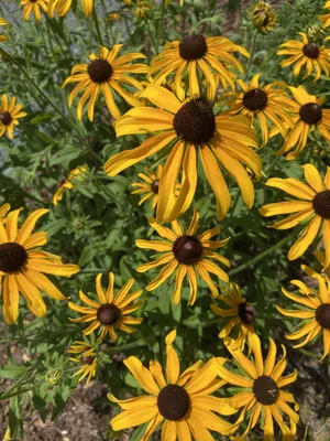 Семена Rudbeckia fulgida - многолетнее дикое растение, опылитель, отслеживаемый корабль - iGrowHort картинки