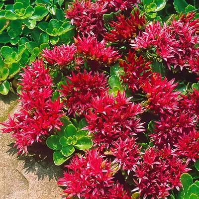 QAUZUY GARDEN 50+ Cherry Red Summer Glory Sedum Flower Seeds, Spurium, многолетнее почвопокровное, газонное покрытие, быстрорастущий \ u0026, не требующий особого ухода картинки